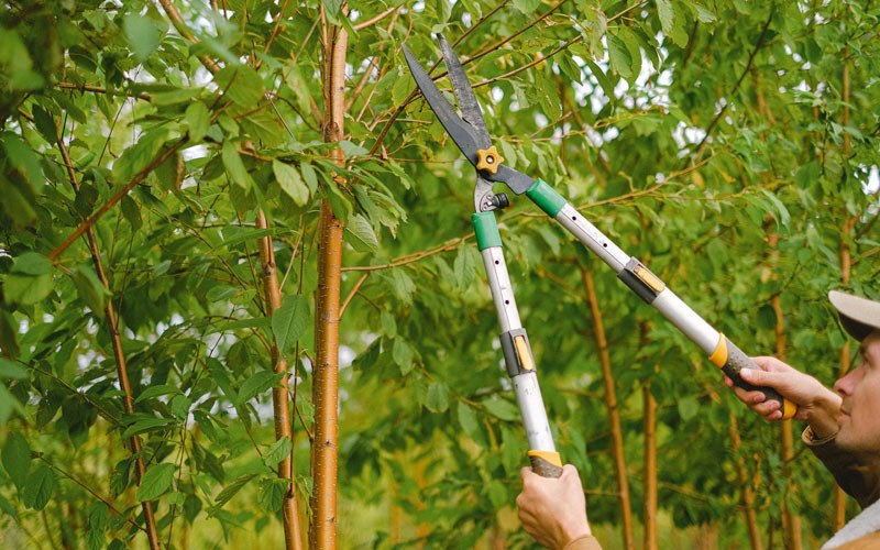 Tree trimming in Moccasin, MT